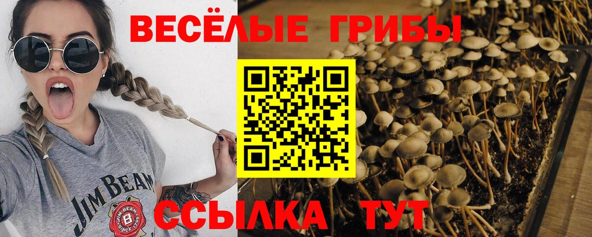 Галлюциногенные грибы Psilocybe Усть-Илимск